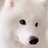業者さんが家に来たら、大型犬が『猛アピール』をして…思わず笑ってしまう『微笑ましい光景』が128万再生「当分帰れないｗ」「羨ましい」
