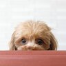 犬が人間を怖いと思っているときに見せる仕草や行動4選　安心させるためにはどうしたらいいの？