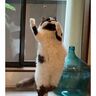 まるで「盆踊り」をするかのような猫を激写！　窓に映る後ろ姿までも可愛い写真にほっこり