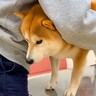 犬が病院で『注射に必死に耐えた』結果…終わった後の『強気な態度』が可愛すぎると115万再生「変わり身の速さ草」「バイク音みたいｗ」と爆笑