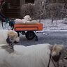 初雪に染まった道をお散歩する3頭の大型犬
