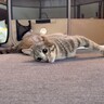 “歩けない”１歳の猫→パパが「おいで」と呼んだ結果…一生懸命『呼びかけに応えようとする姿』に涙「元気をもらいます」「本当に強い子」