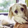 犬のテンションが突然下がる5つの理由　元気がなくなる原因から適切な接し方まで