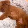 『夜は抱っこでしか二階に行かない犬』を放っておいたら…階段で見せた尊い光景と『まさかの結末』が745万再生「病気治るの草」「顔がｗｗ」
