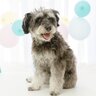 犬がしていたら『危険な座り方』4選　体に異変がある可能性も？注意すべきポイントを解説