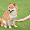 犬が『家族だと思わない人』にする行動4選　距離を置かれる理由や絆を深める方法とは？