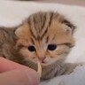 赤ちゃん猫が初めて『チキンの匂いを嗅いだら』……ほほえましい反応が1万5000再生「ほっこりした」「可愛すぎる」と悶絶する人続出