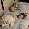 飼い主のベッドを占拠する3頭の犬たち→寝るスペースが若干空いている！？