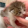 生後２週間の子猫を保護→可愛すぎて“天使”みたいだと思っていたら…まさかの『とんでもない本性』に「先輩猫さんよろしくね」「お転婆だ」