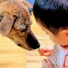 赤ちゃんが『犬におやつを与えた』結果…犬が『とんでもなく気を遣う』光景が5万再生「お手に優しさを感じる」「幸せが大渋滞してる」と絶賛