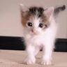 パヤパヤの保護赤ちゃん猫と『暮らし始めて1年』…立派に成長した『現在の様子』が感動すると192万表示「おとなっぽくなった」「涙がでる」