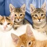 ソファーで先住猫が寝ていたら、4匹の子猫が集まって来て…可愛すぎる『お昼寝タイム』にほっこり「はぁ、かわいい…」「わーキュン死！」の声