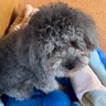 『生まれつき両目の無い犬』が飼い主の車の音を聞くと…あまりにも尊い『大喜びの仕方』が泣けると33万再生「涙が出た」「純粋で愛おしい」
