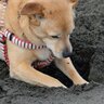 愛犬が地面を『ホリホリする』5つの理由　夢中で掘り続ける心理から対処法までご紹介