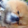 通りすがりのお兄さんに『かわいっ！』と言われた犬→思わず二度見する『尊いルーティン』に1万5000いいね「可愛すぎる」「完全に同意」の声