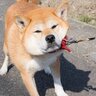 柴犬特有の『柴距離』ってなに？どんなときに距離をとりたがるの？離れたがる心理まで